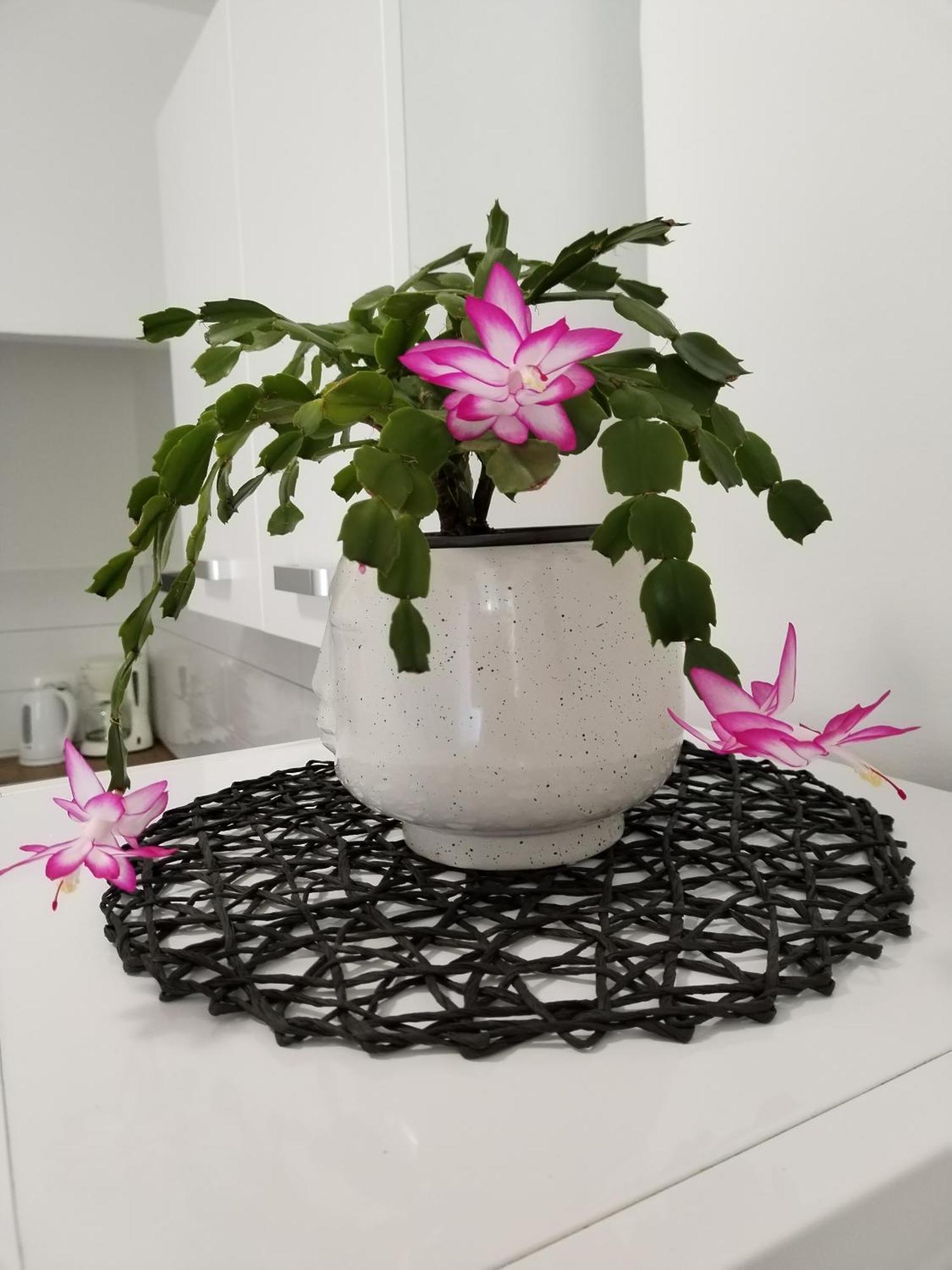 PUY Apartments Mirijana מראה חיצוני תמונה